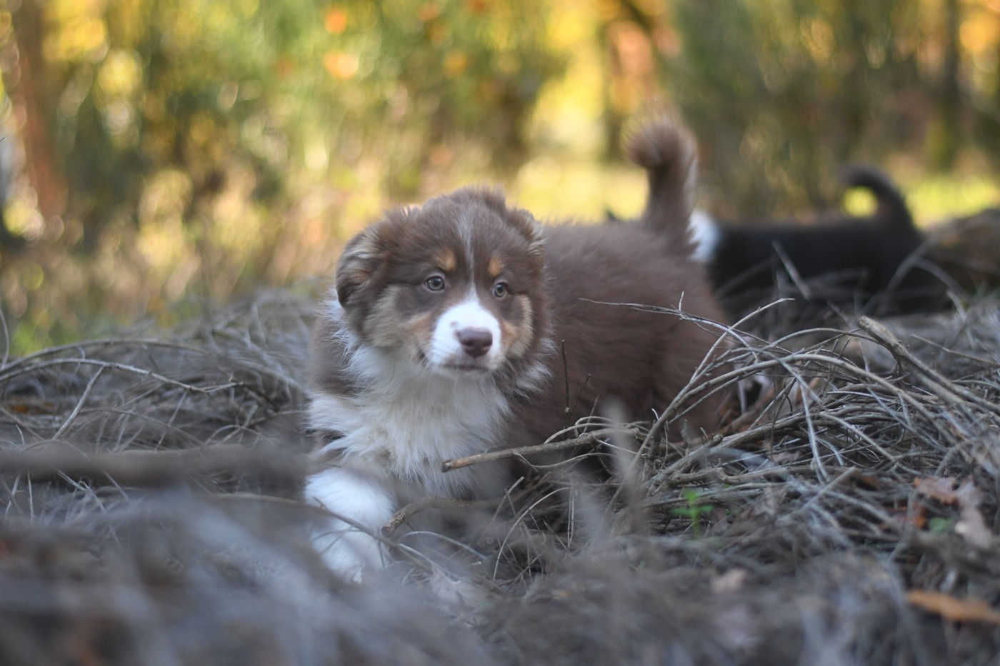 les australiens en balade