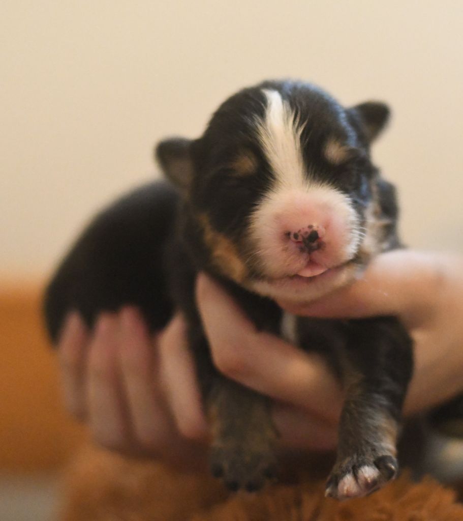Des Quatre Vents Zen - Chiots disponibles - Berger Américain Miniature 