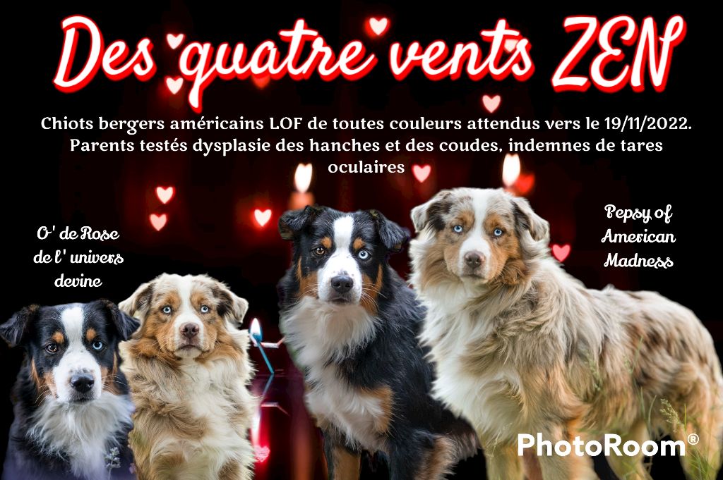 Des Quatre Vents Zen - Berger Américain Miniature - Portée née le 22/11/2022