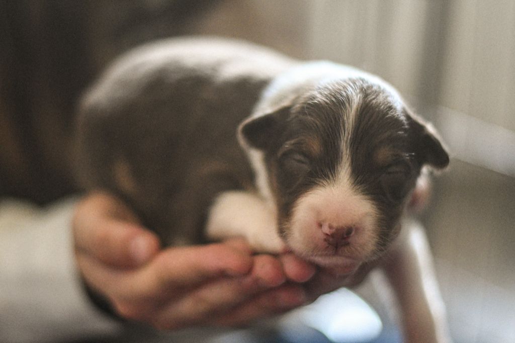 Des Quatre Vents Zen - Chiots disponibles - Berger Australien