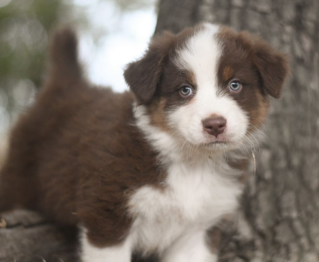 Des Quatre Vents Zen - Chiots disponibles - Berger Australien