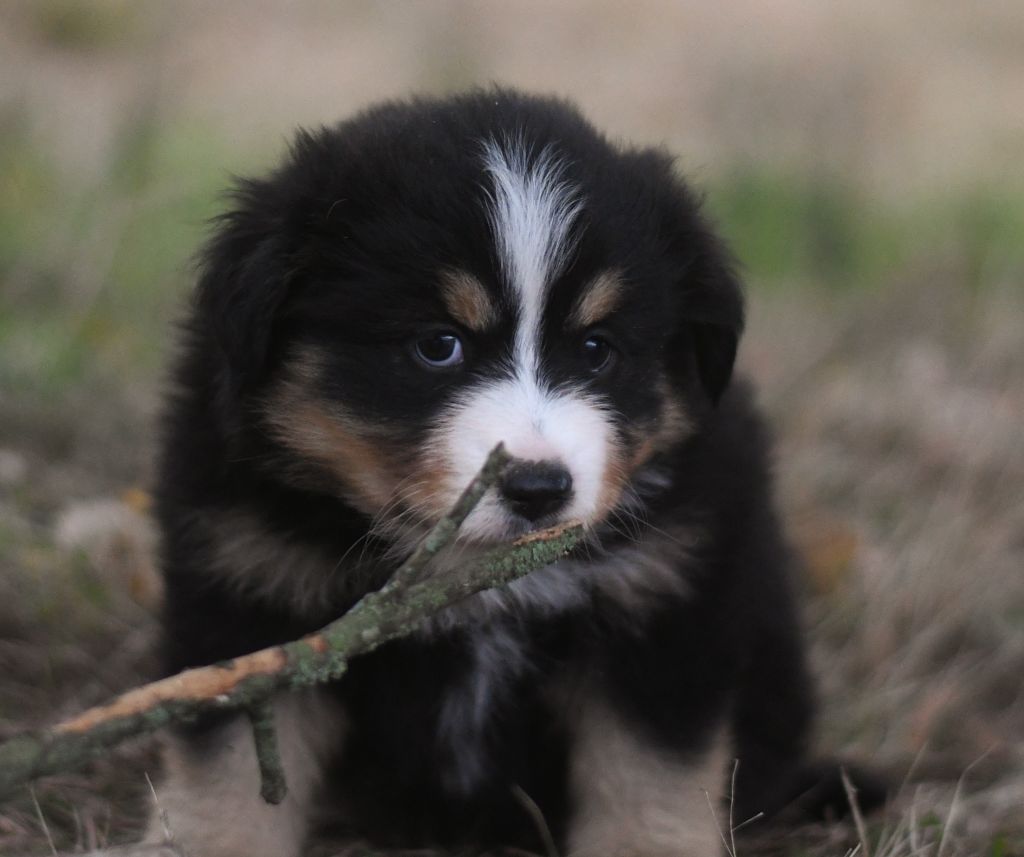 Des Quatre Vents Zen - Chiots disponibles - Berger Américain Miniature 
