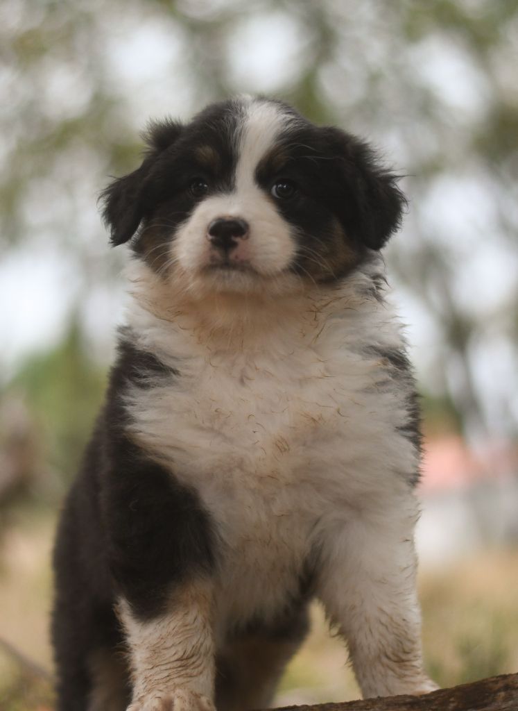 Des Quatre Vents Zen - Chiots disponibles - Berger Australien