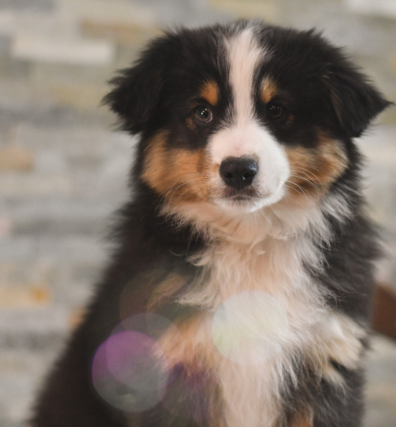 Des Quatre Vents Zen - Berger Américain Miniature  - Portée née le 07/09/2025