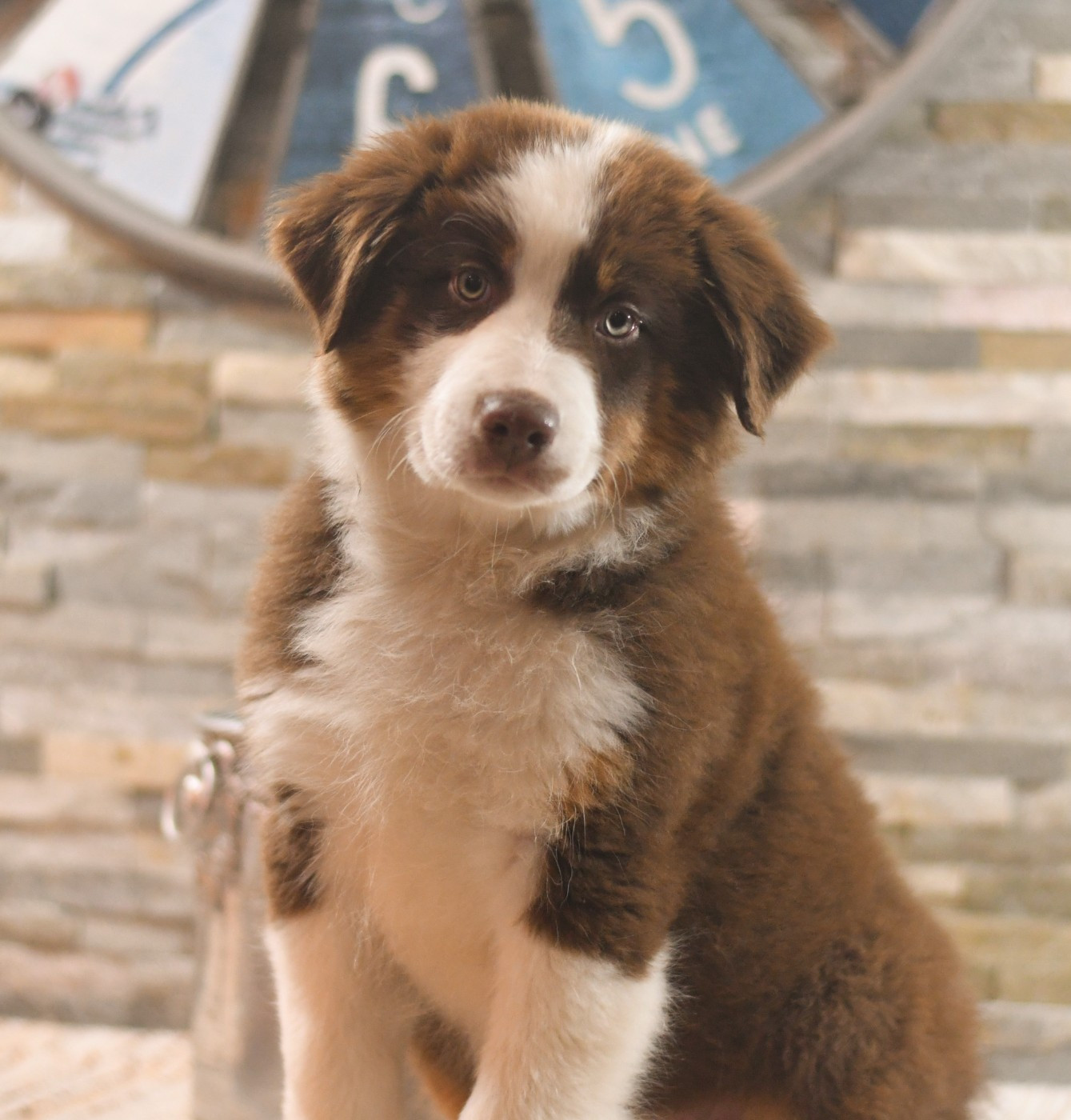 Des Quatre Vents Zen - Chiots disponibles - Berger Australien