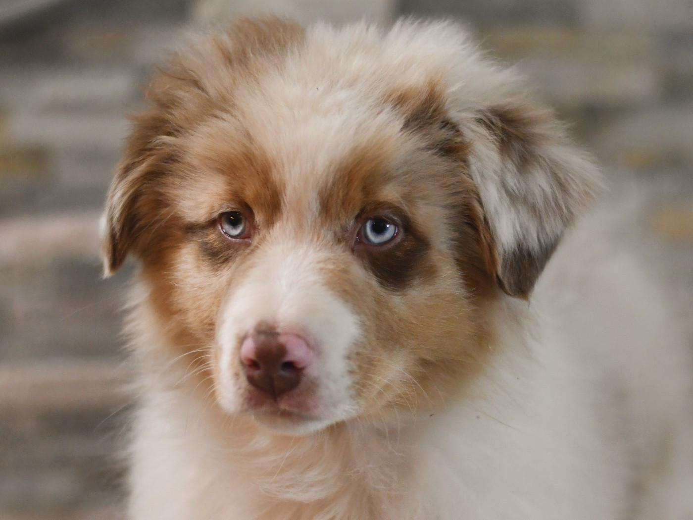 Des Quatre Vents Zen - Chiots disponibles - Berger Australien