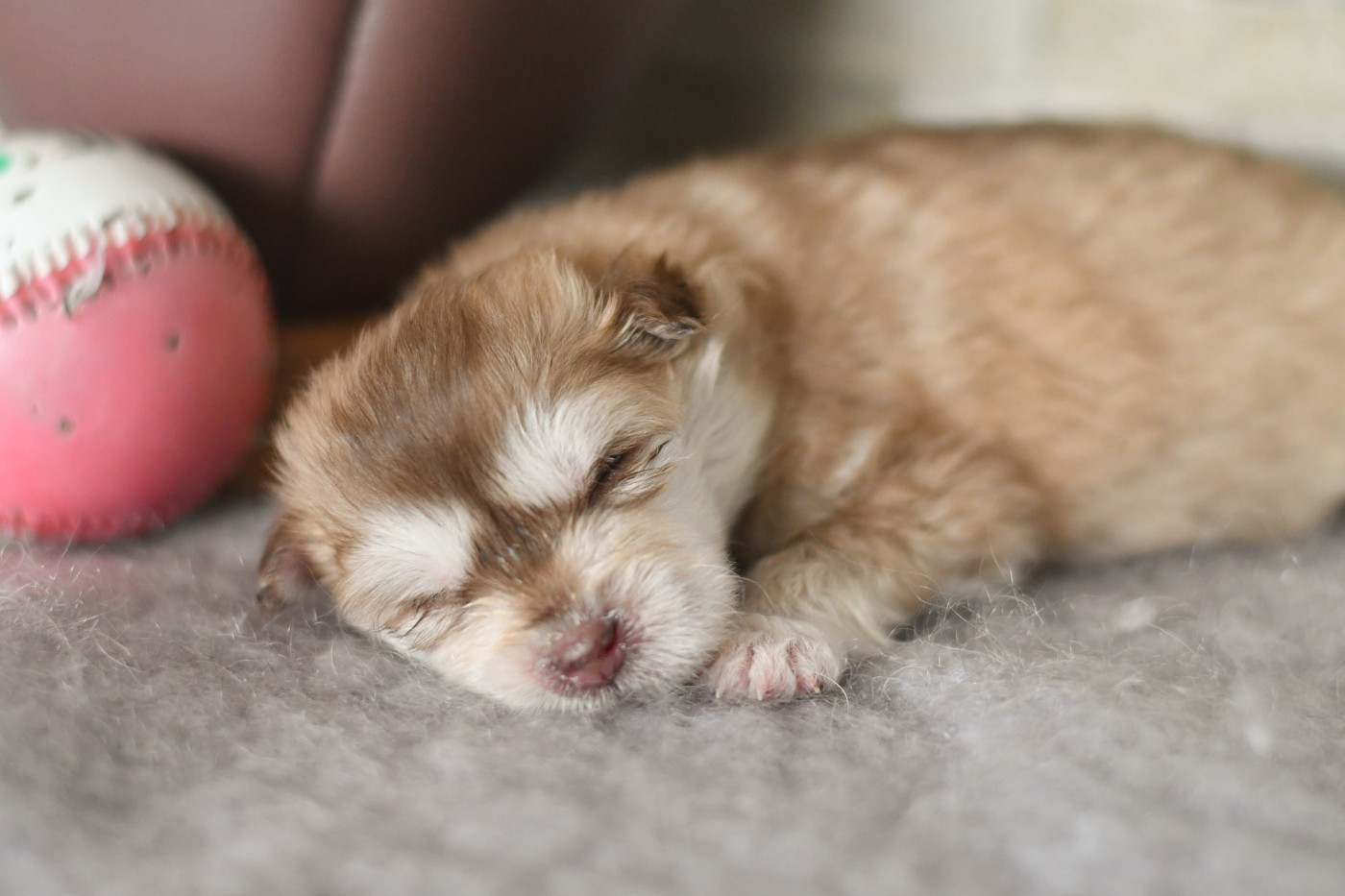 Des Quatre Vents Zen - Chiots disponibles - Chien finnois de Laponie