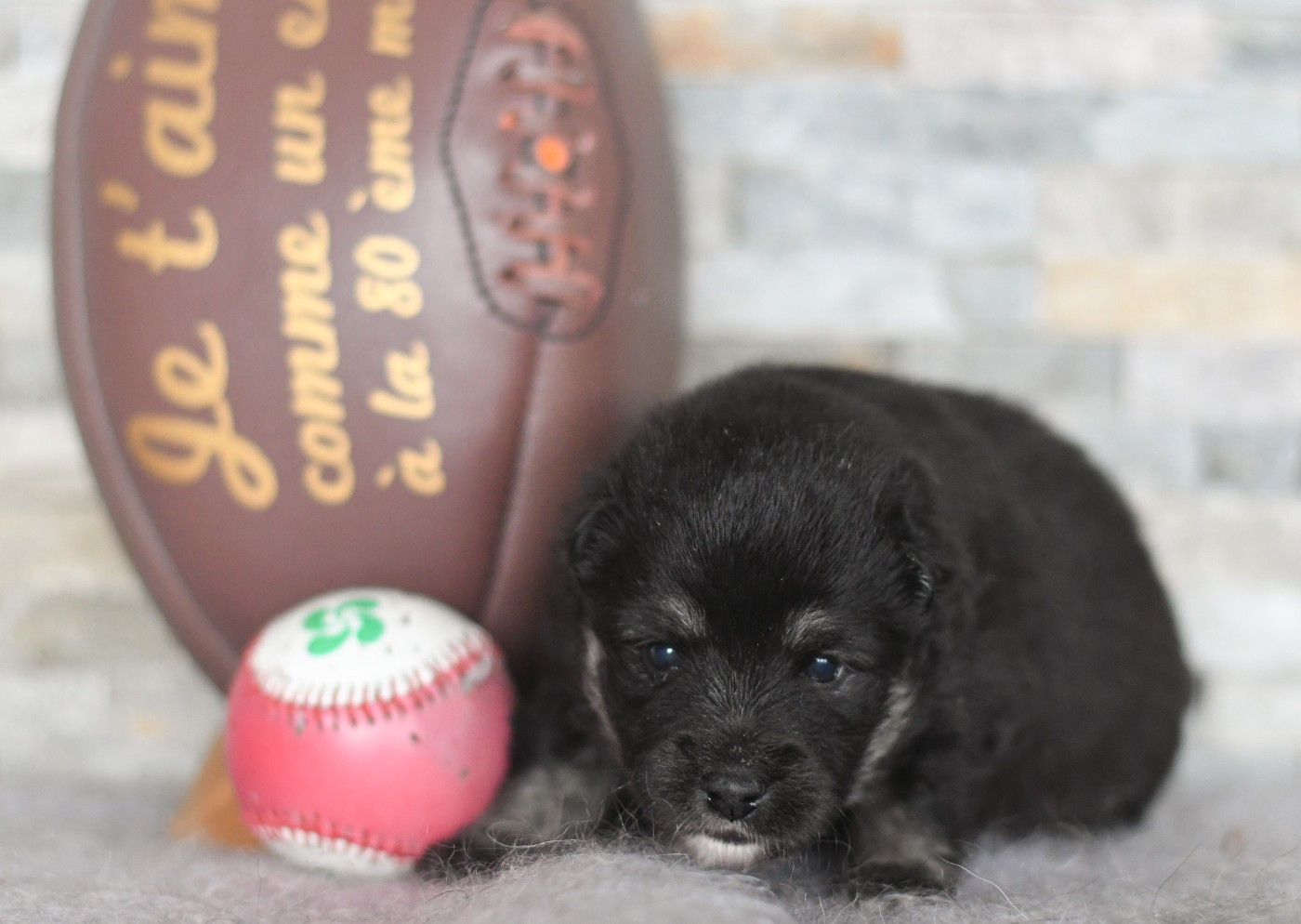 Des Quatre Vents Zen - Chiots disponibles - Chien finnois de Laponie