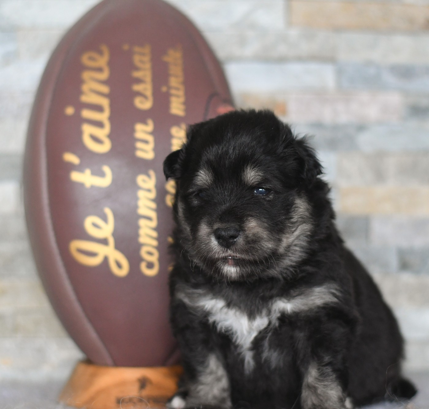 Des Quatre Vents Zen - Chiots disponibles - Chien finnois de Laponie