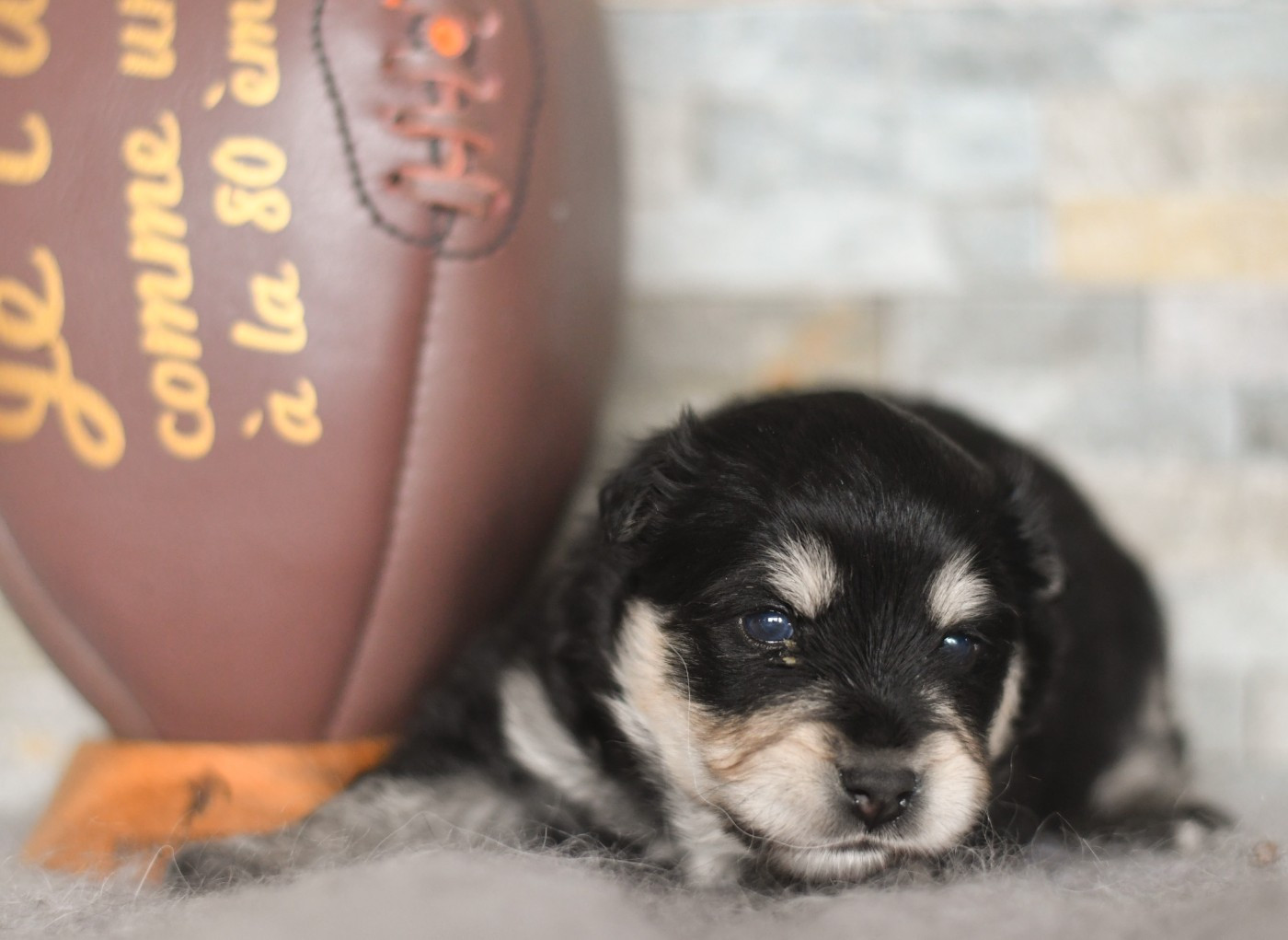 Des Quatre Vents Zen - Chiots disponibles - Chien finnois de Laponie