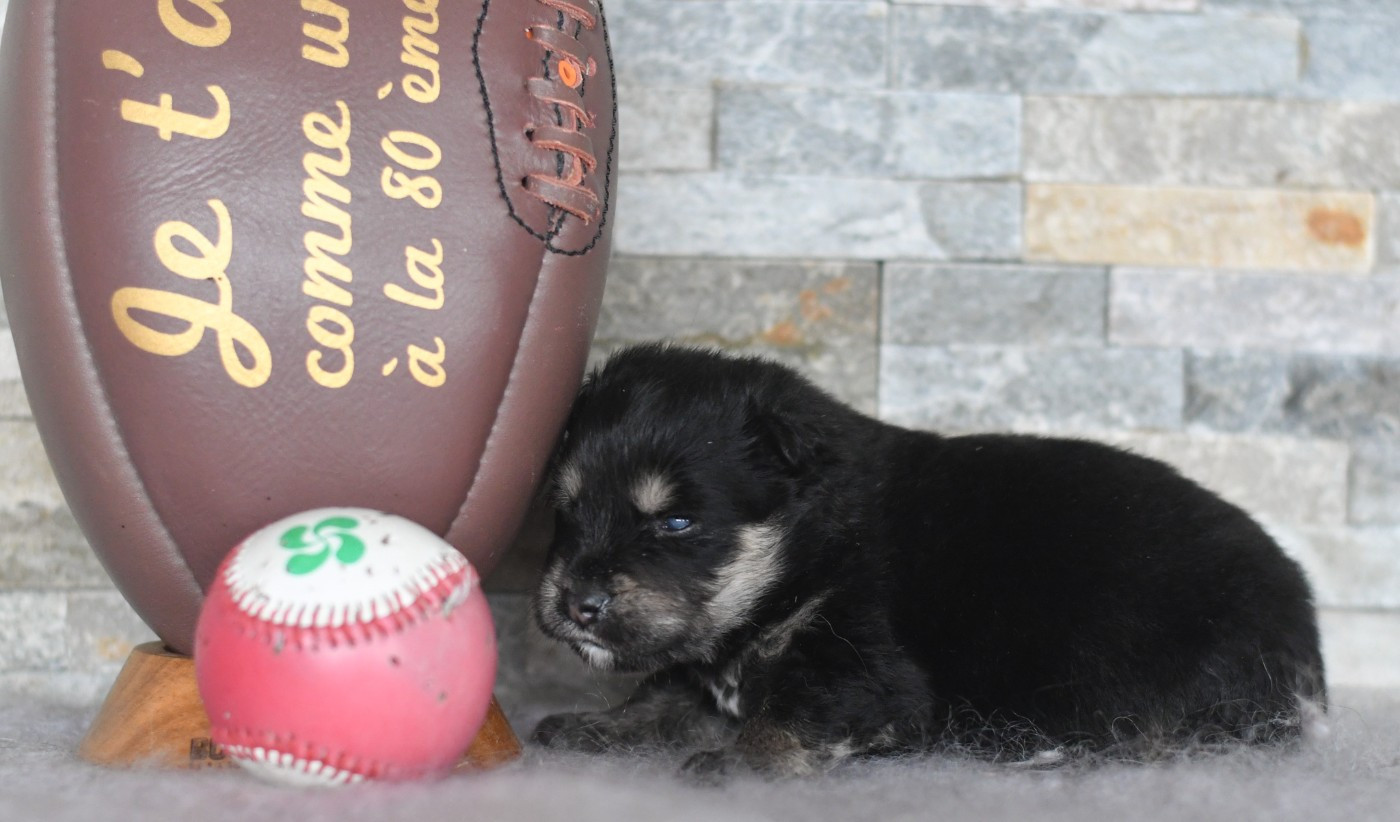 Des Quatre Vents Zen - Chiots disponibles - Chien finnois de Laponie