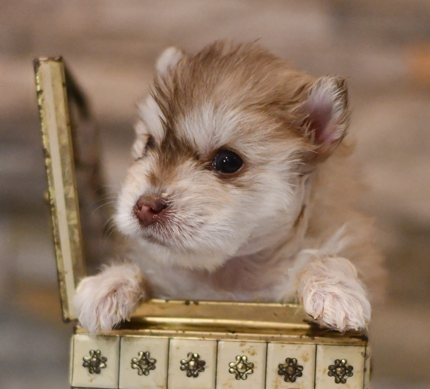 Des Quatre Vents Zen - Chiots disponibles - Chien finnois de Laponie