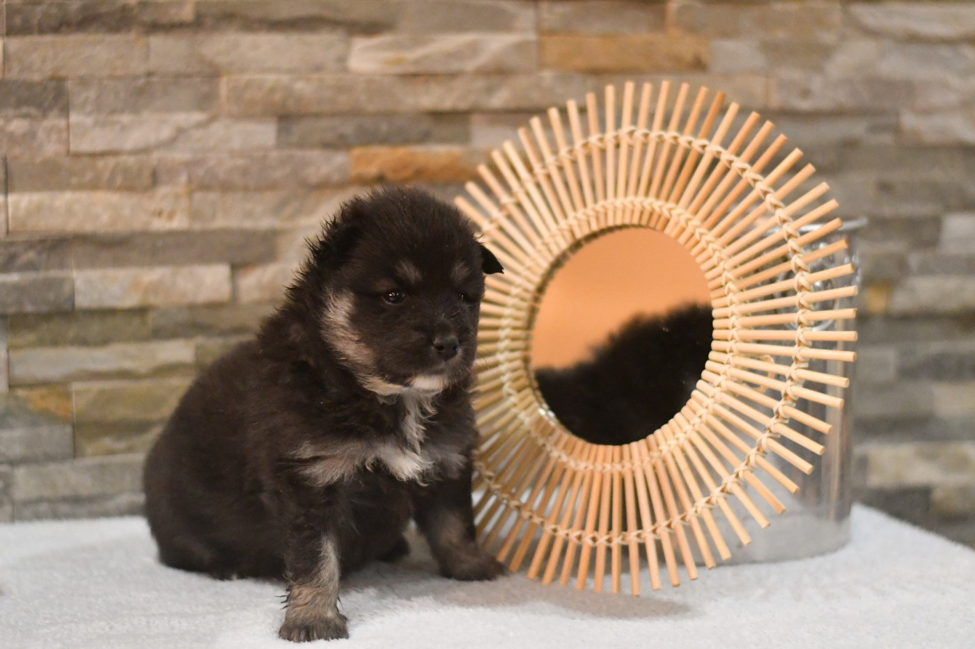 Des Quatre Vents Zen - Chiots disponibles - Chien finnois de Laponie