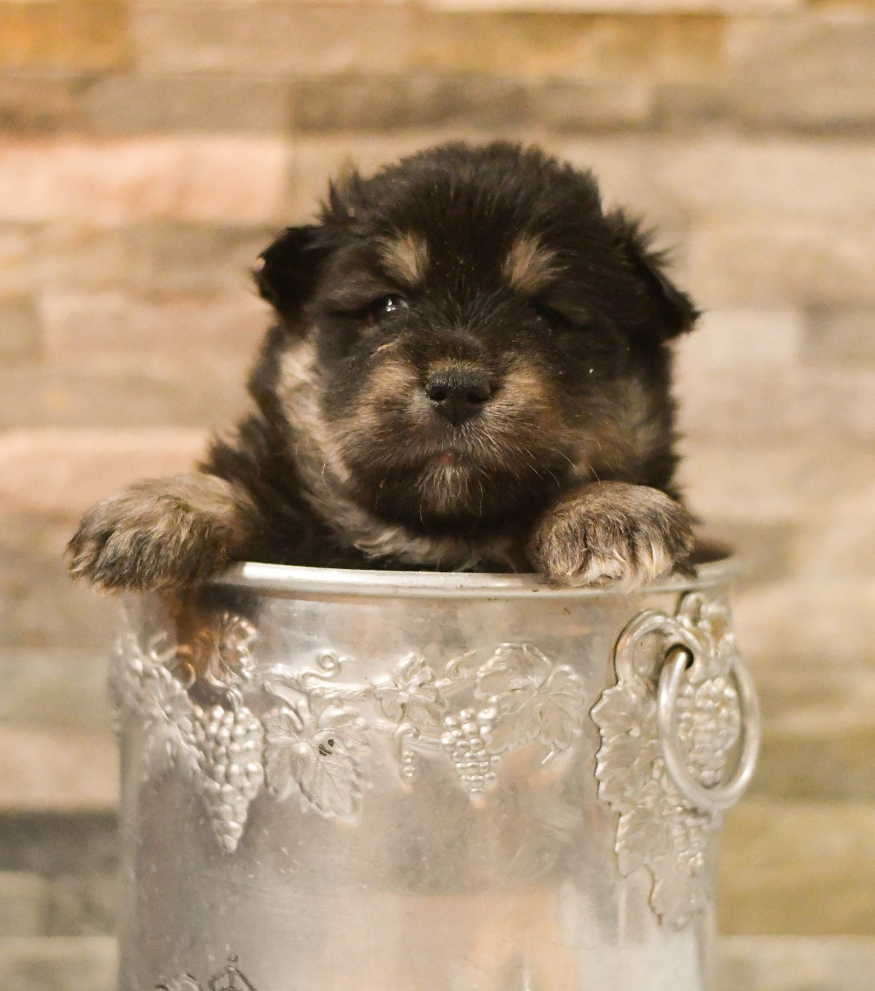 Des Quatre Vents Zen - Chiots disponibles - Chien finnois de Laponie