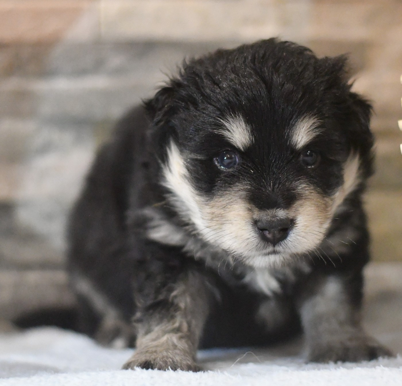 Des Quatre Vents Zen - Chiots disponibles - Chien finnois de Laponie