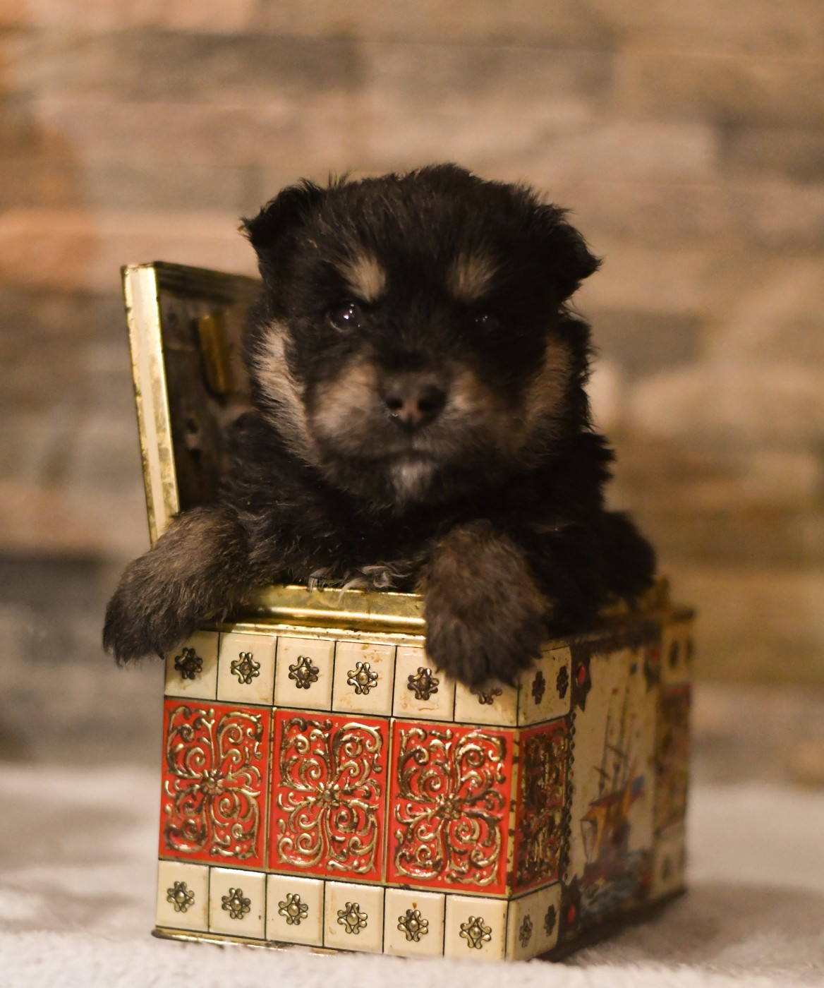 Des Quatre Vents Zen - Chiots disponibles - Chien finnois de Laponie