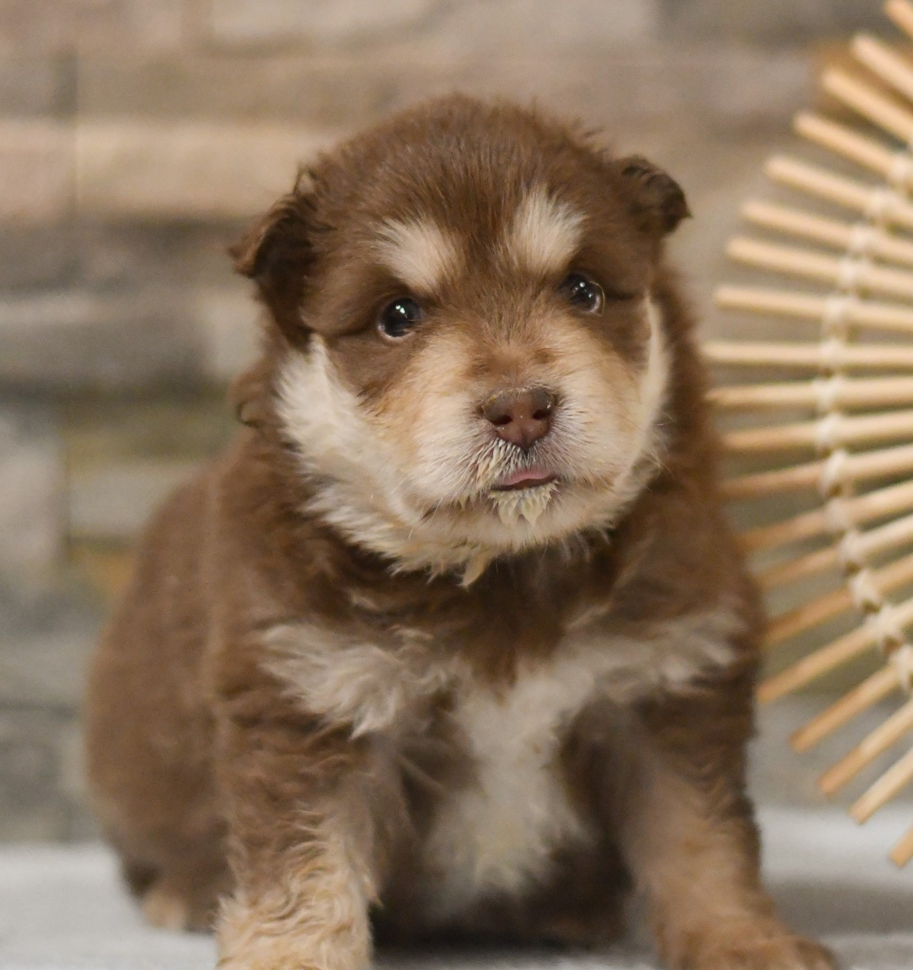 Des Quatre Vents Zen - Chiots disponibles - Chien finnois de Laponie