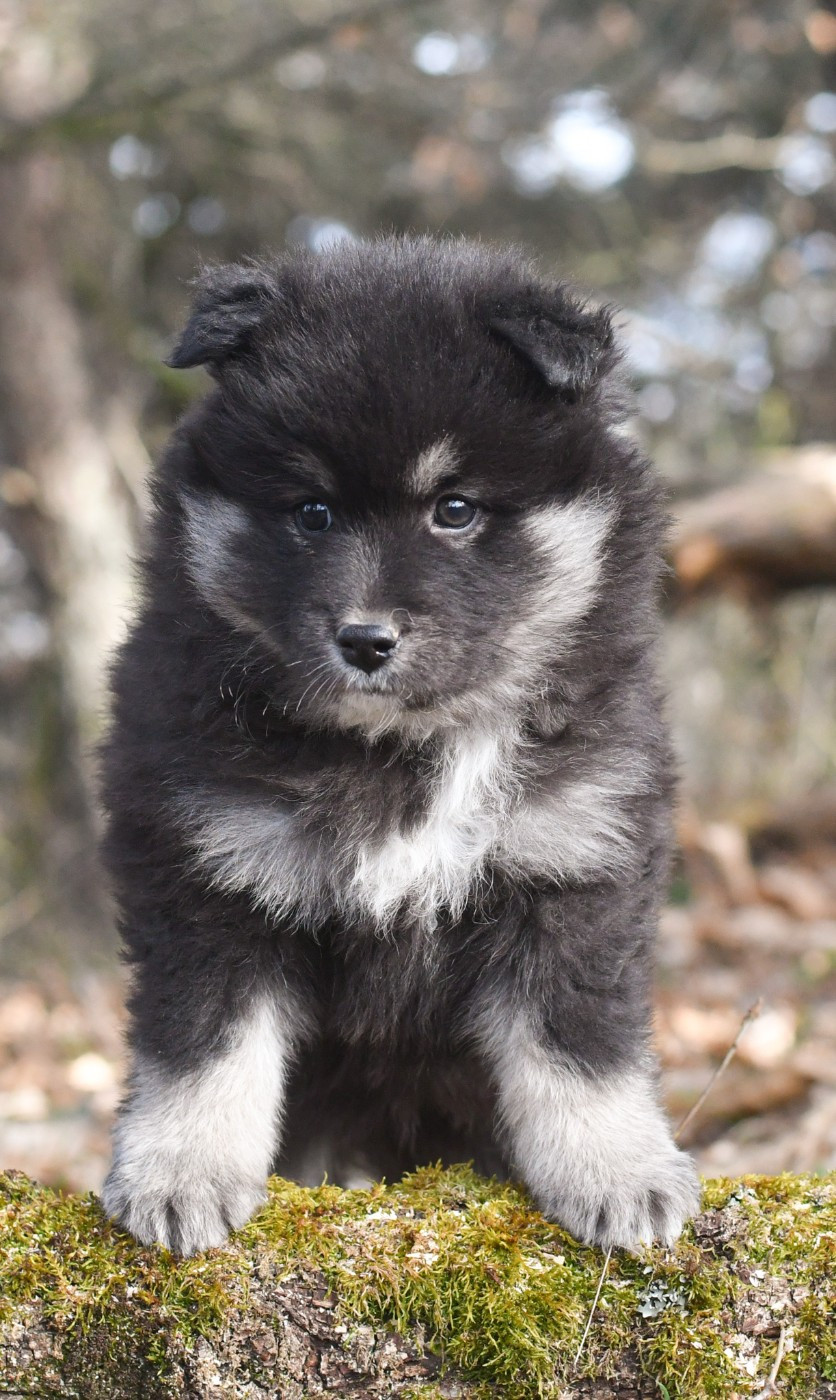 Des Quatre Vents Zen - Chiots disponibles - Chien finnois de Laponie