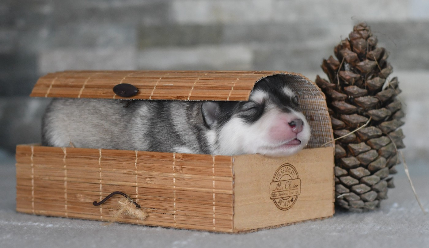 Des Quatre Vents Zen - Chiots disponibles - Chien finnois de Laponie