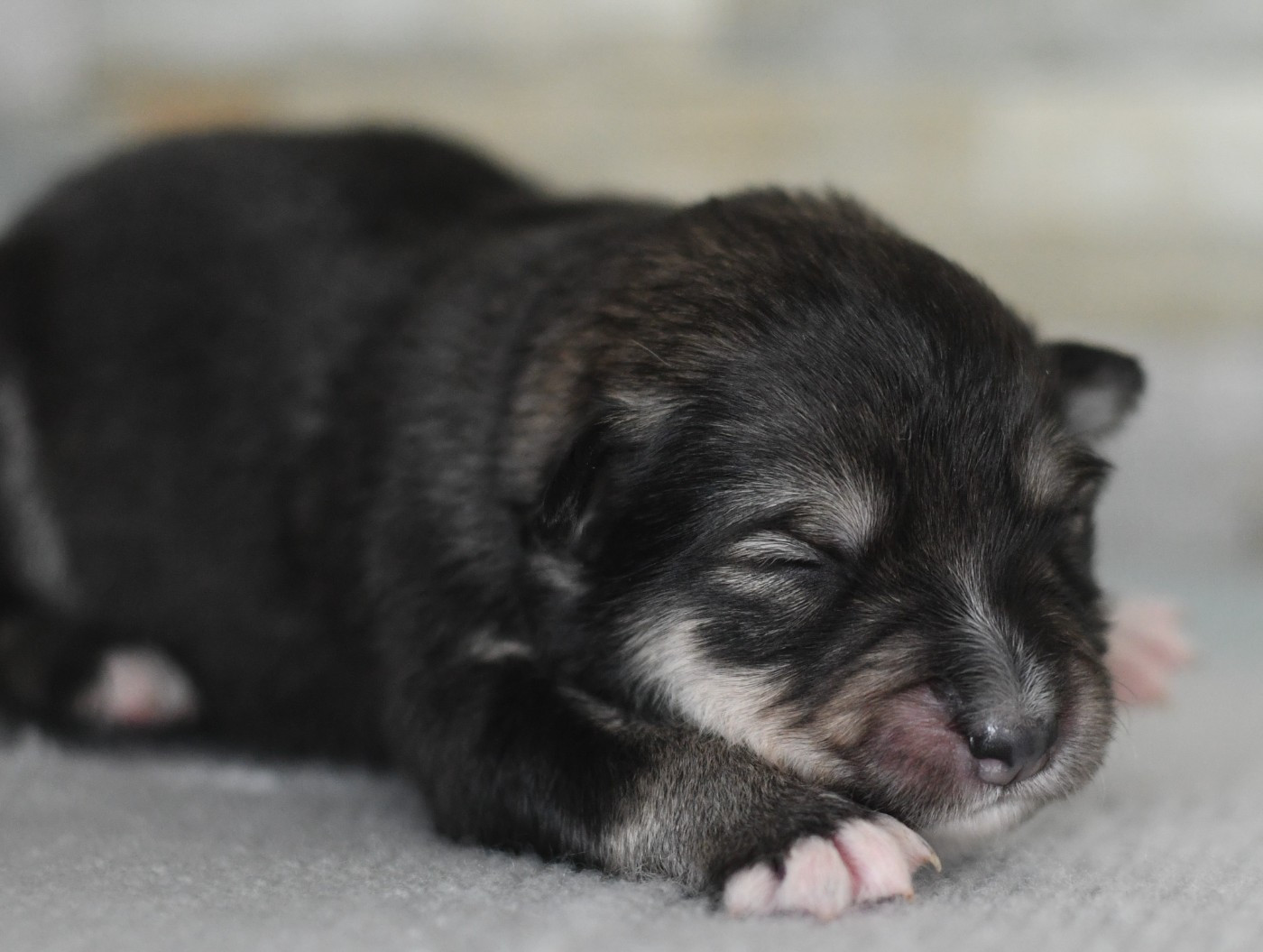 Des Quatre Vents Zen - Chiots disponibles - Chien finnois de Laponie