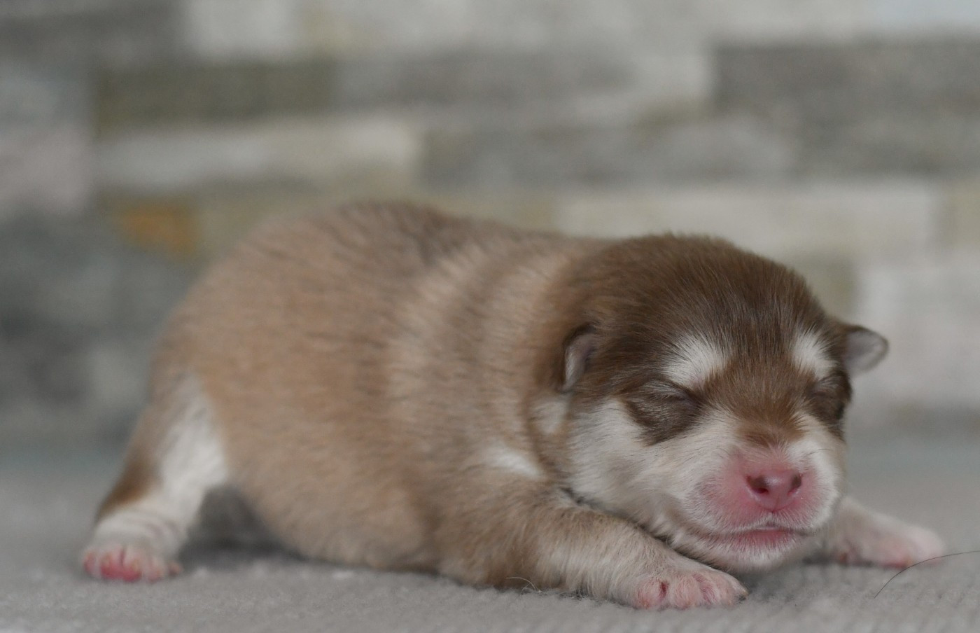 Des Quatre Vents Zen - Chiots disponibles - Chien finnois de Laponie