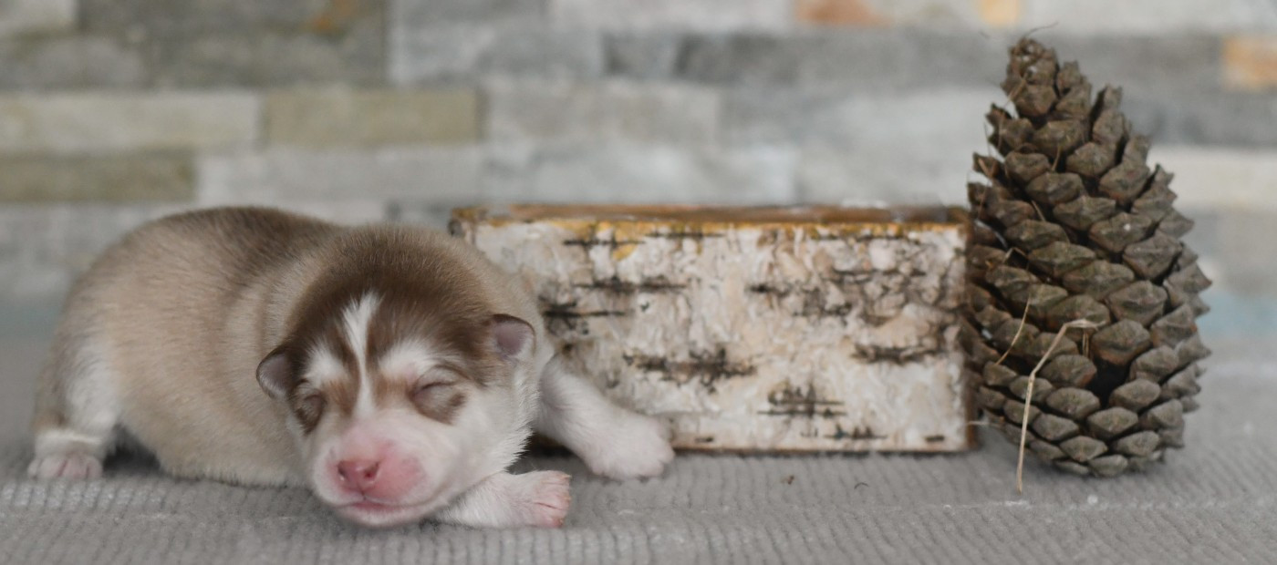 Des Quatre Vents Zen - Chiots disponibles - Chien finnois de Laponie