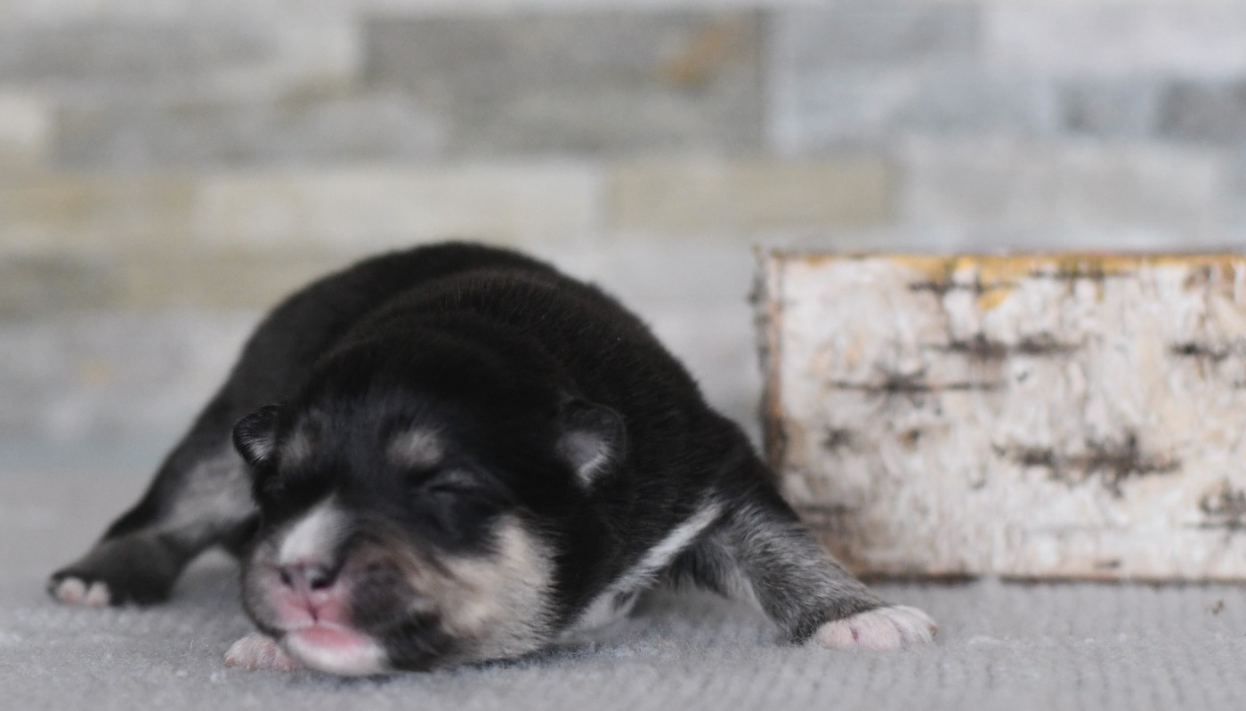 Des Quatre Vents Zen - Chiots disponibles - Chien finnois de Laponie