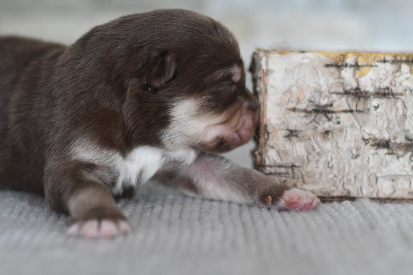 Des Quatre Vents Zen - Chiots disponibles - Chien finnois de Laponie