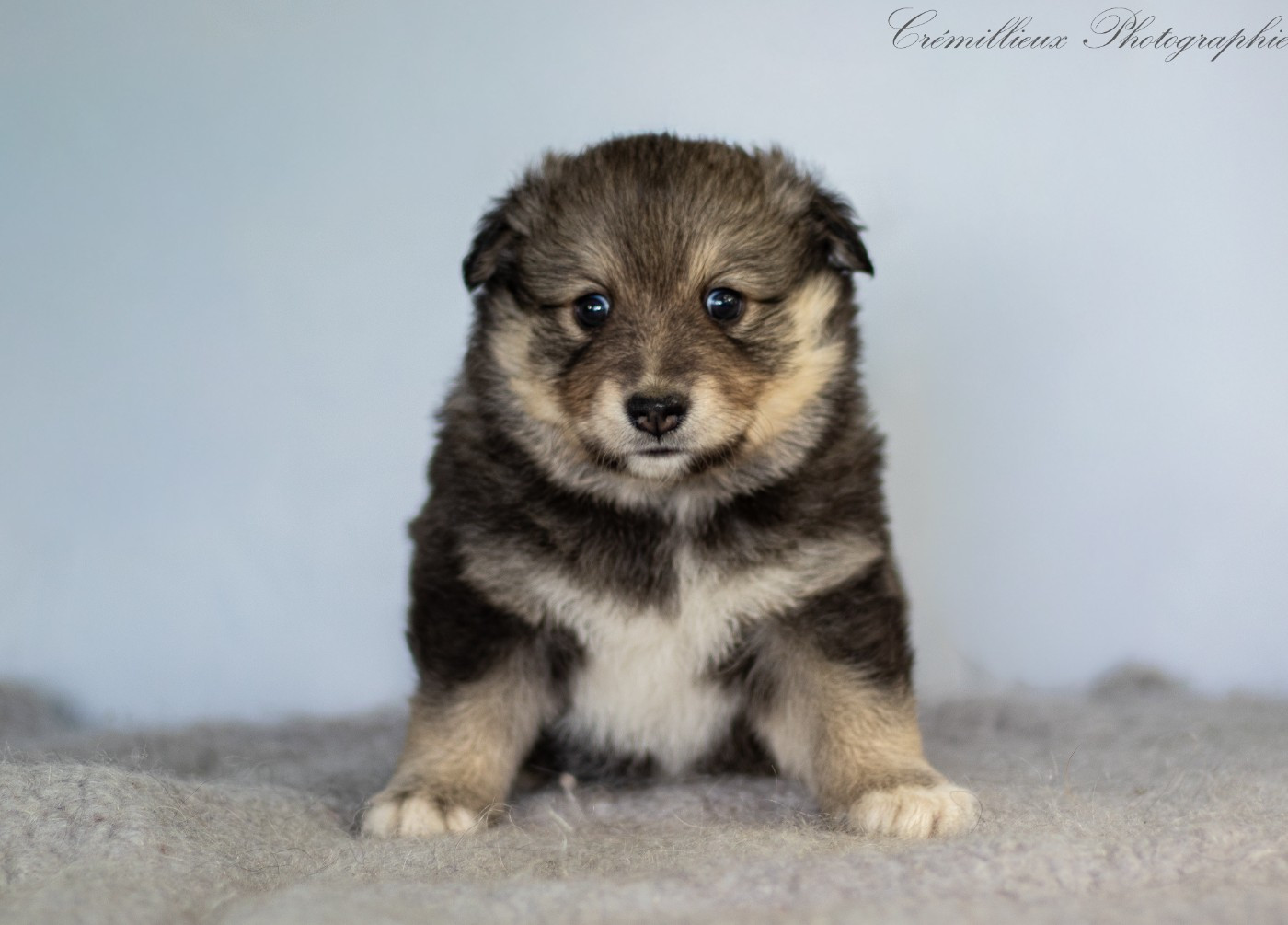 Des Quatre Vents Zen - Chiots disponibles - Chien finnois de Laponie
