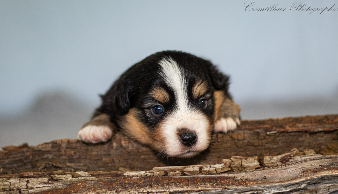 Des Quatre Vents Zen - Chiots disponibles - Berger Américain Miniature 