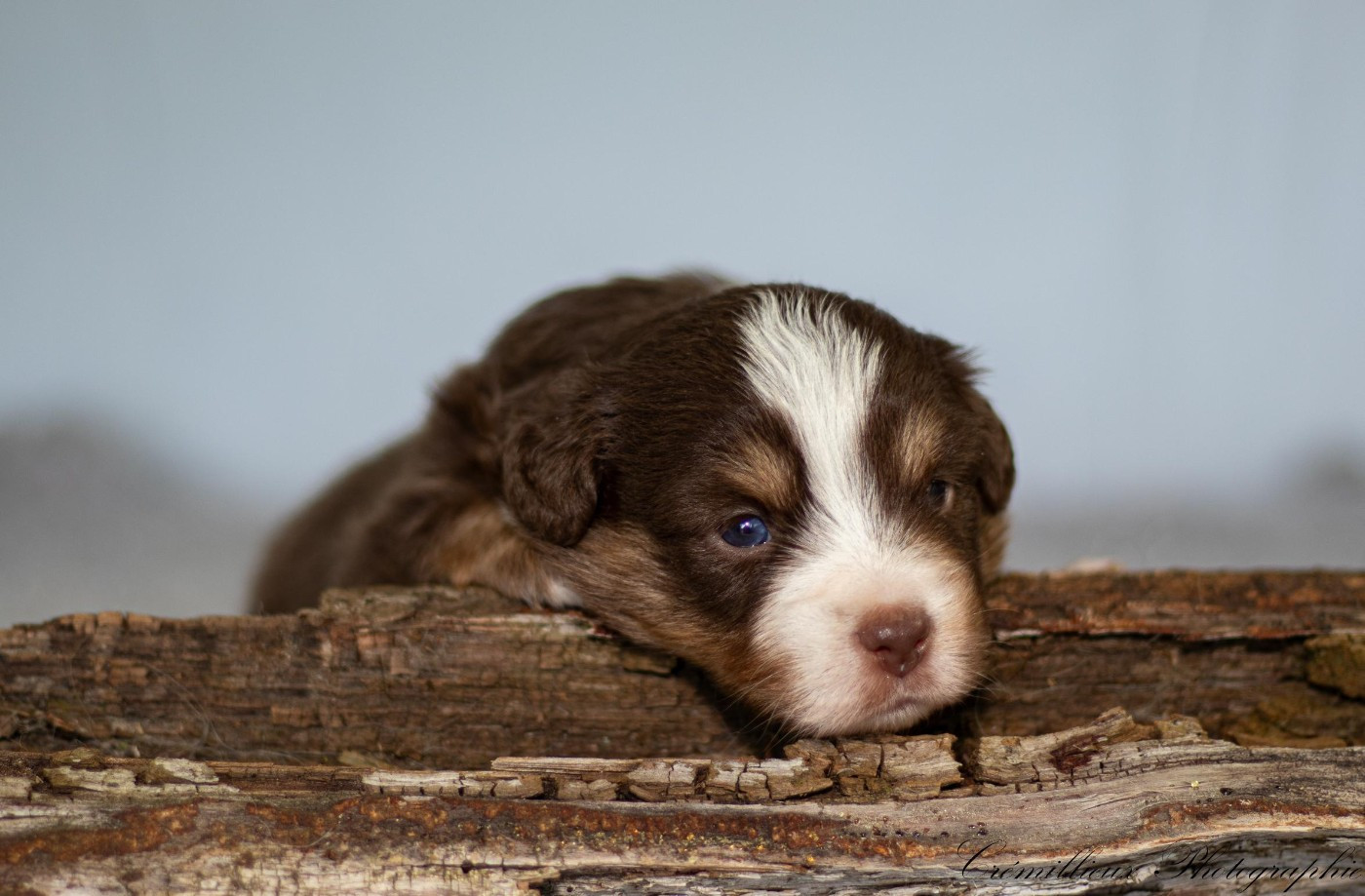 Des Quatre Vents Zen - Chiots disponibles - Berger Américain Miniature 