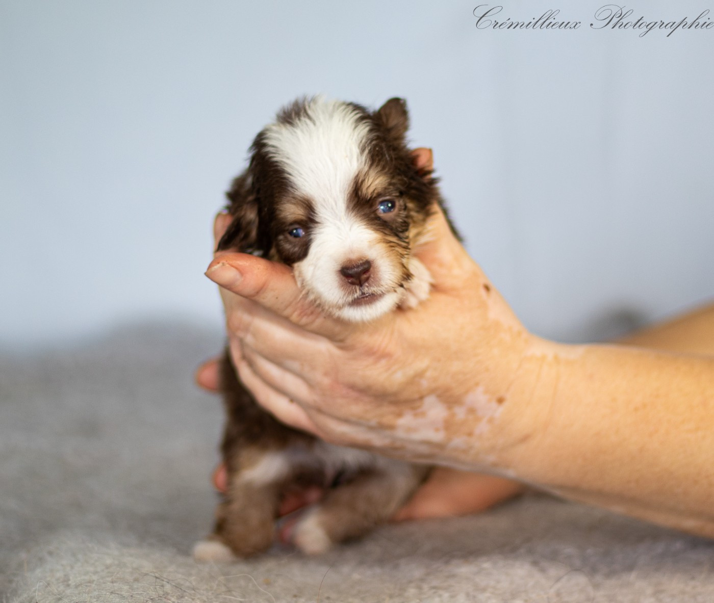 Des Quatre Vents Zen - Chiots disponibles - Berger Américain Miniature 