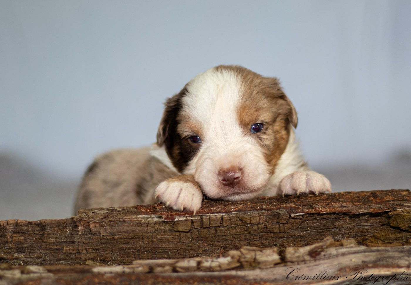 Des Quatre Vents Zen - Chiots disponibles - Berger Américain Miniature 