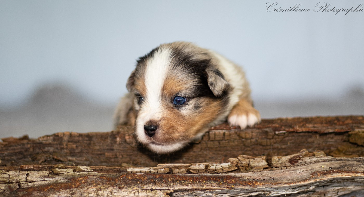 Des Quatre Vents Zen - Chiots disponibles - Berger Américain Miniature 