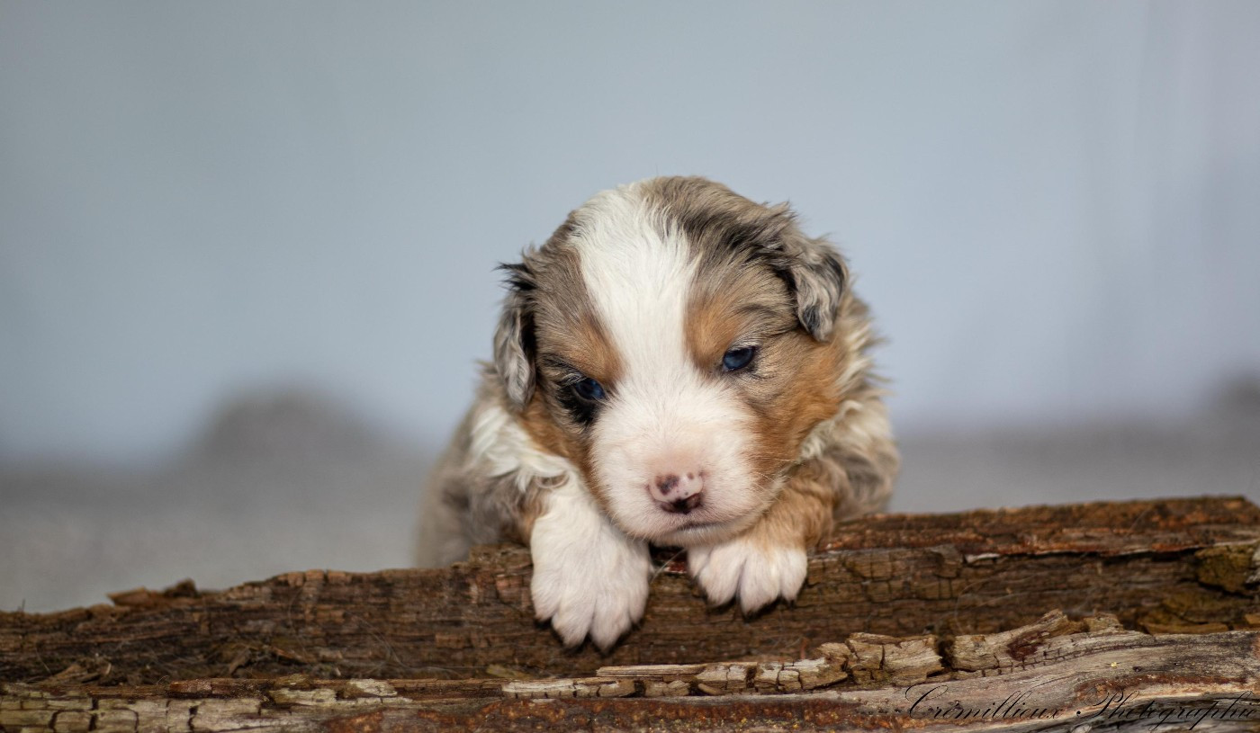 Des Quatre Vents Zen - Chiots disponibles - Berger Américain Miniature 