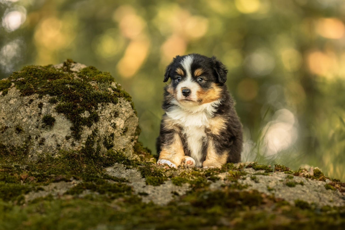 Des Quatre Vents Zen - Chiots disponibles - Berger Américain Miniature 