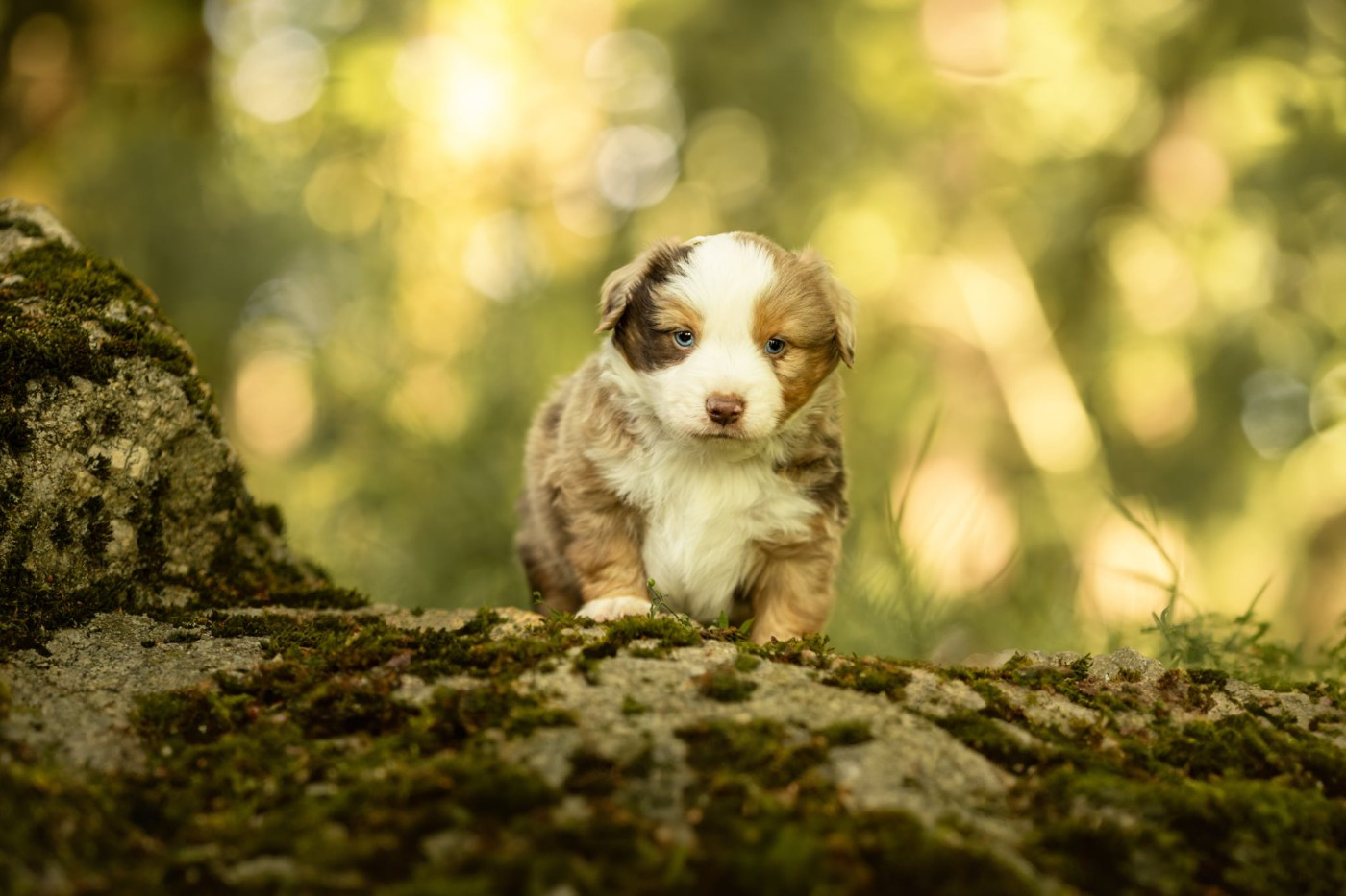 Des Quatre Vents Zen - Chiots disponibles - Berger Américain Miniature 