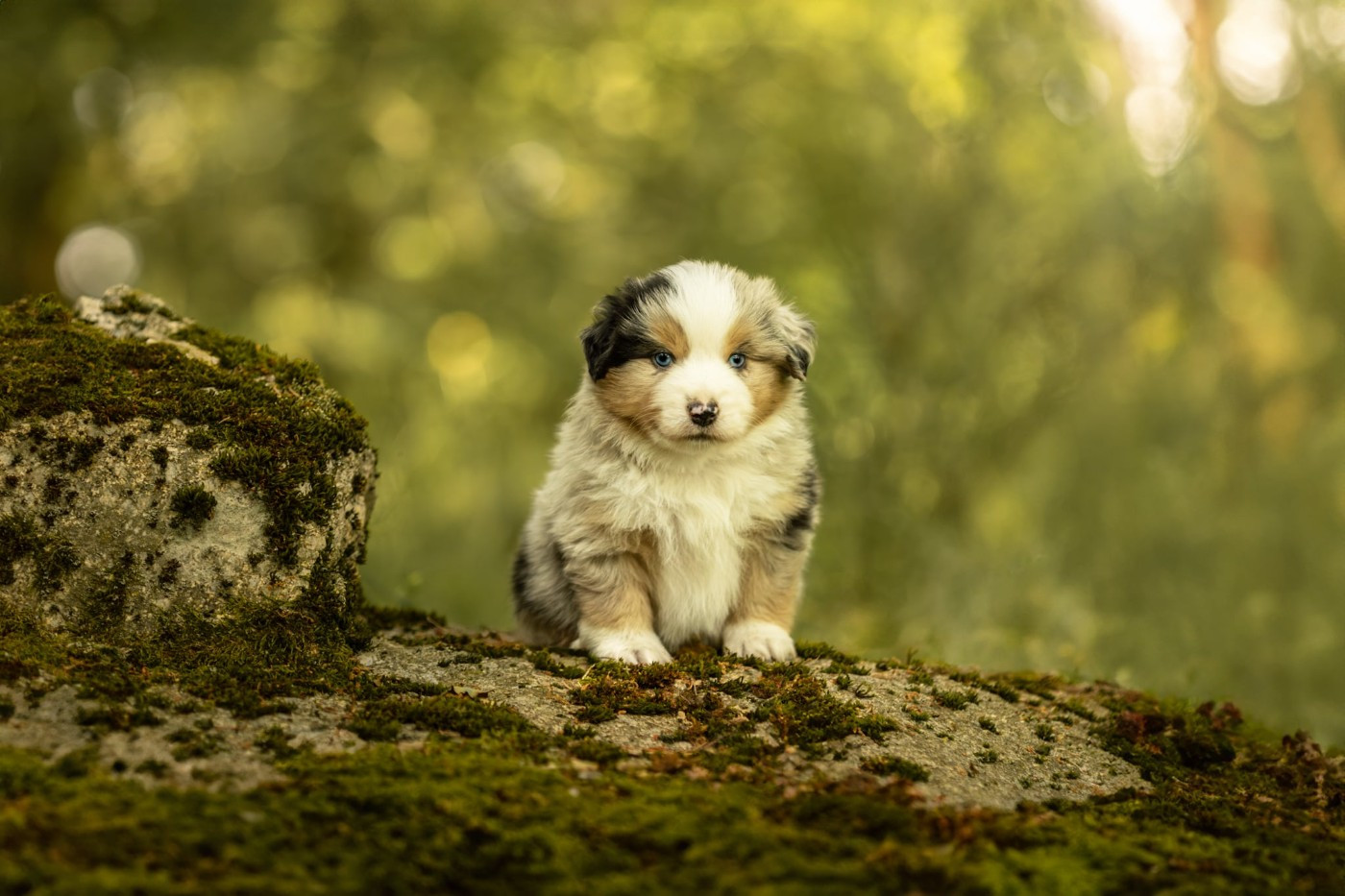 Des Quatre Vents Zen - Chiots disponibles - Berger Américain Miniature 