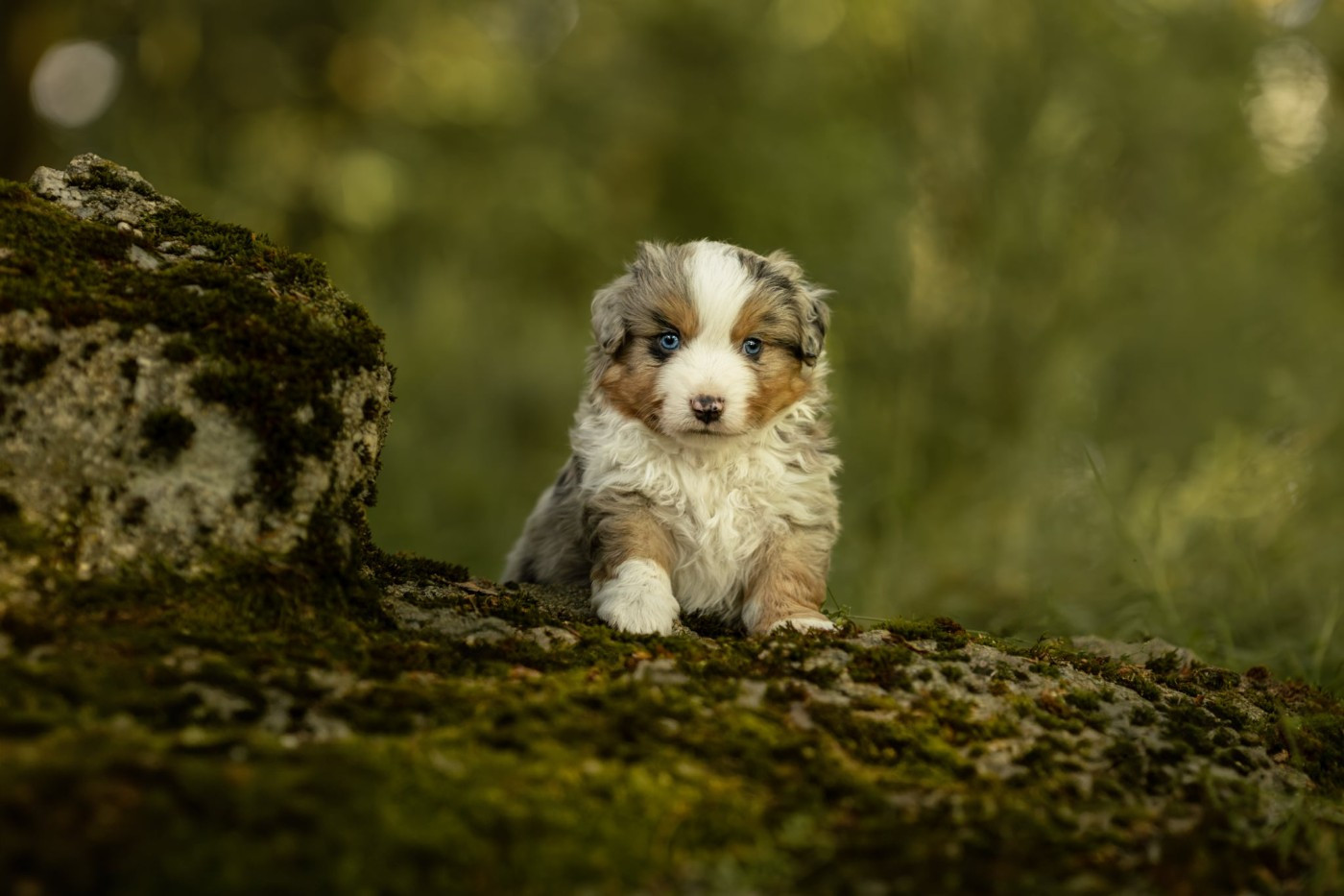 Des Quatre Vents Zen - Chiots disponibles - Berger Américain Miniature 