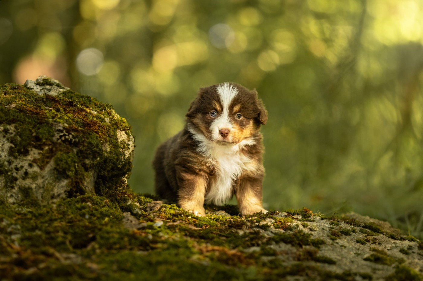 Des Quatre Vents Zen - Chiots disponibles - Berger Américain Miniature 