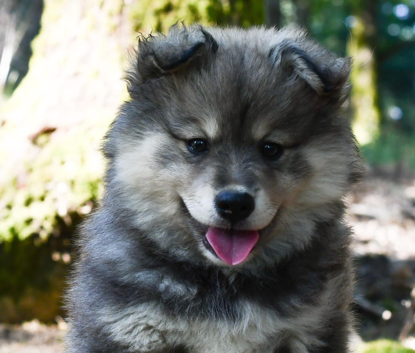 Des Quatre Vents Zen - Chiots disponibles - Chien finnois de Laponie