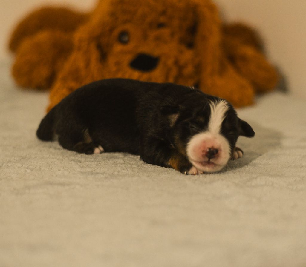 Des Quatre Vents Zen - Chiots disponibles - Berger Américain Miniature 