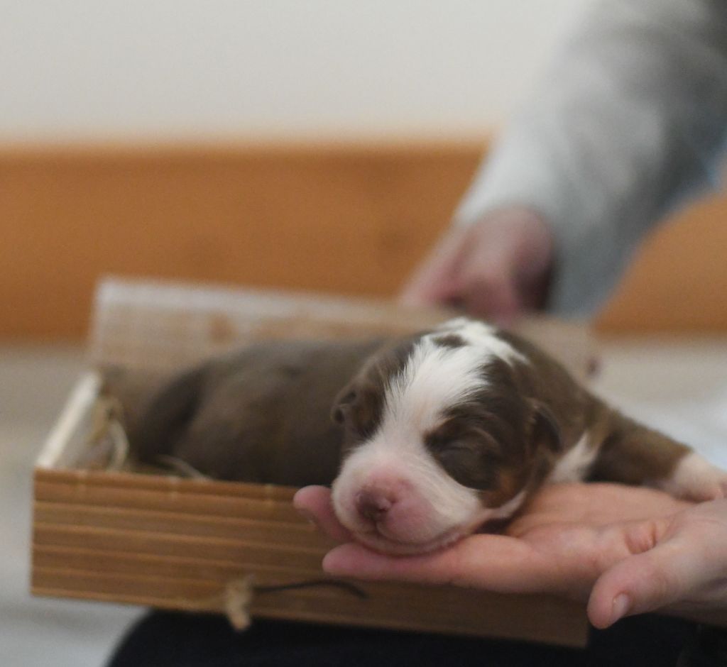 Des Quatre Vents Zen - Chiots disponibles - Berger Américain Miniature 