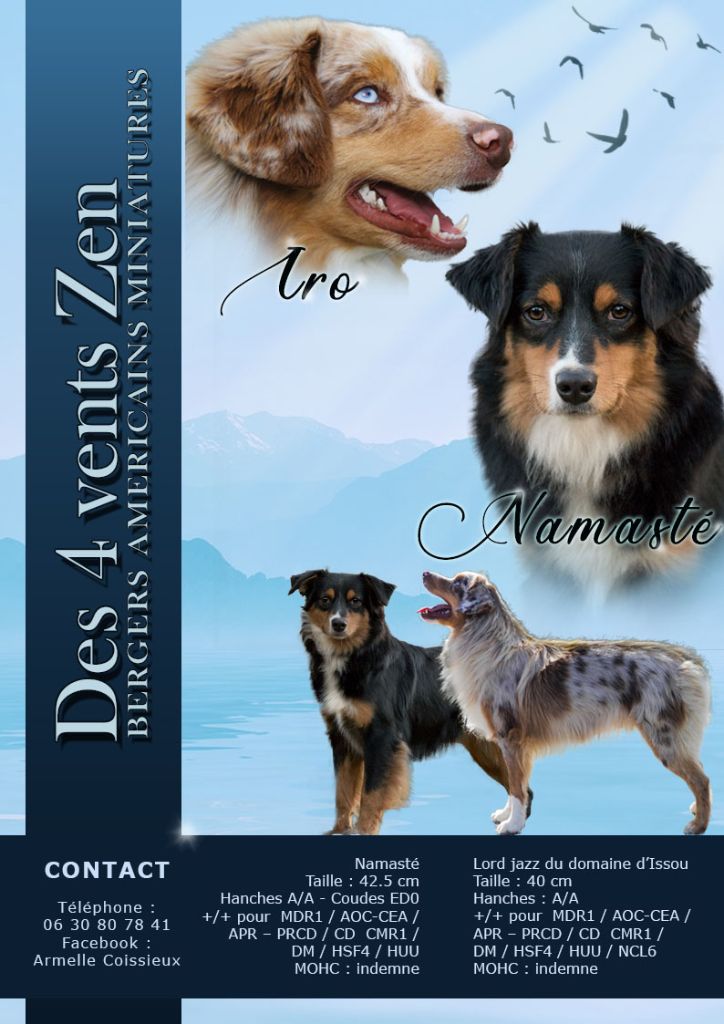 Des Quatre Vents Zen - Berger Américain Miniature - Portée née le 19/08/2019