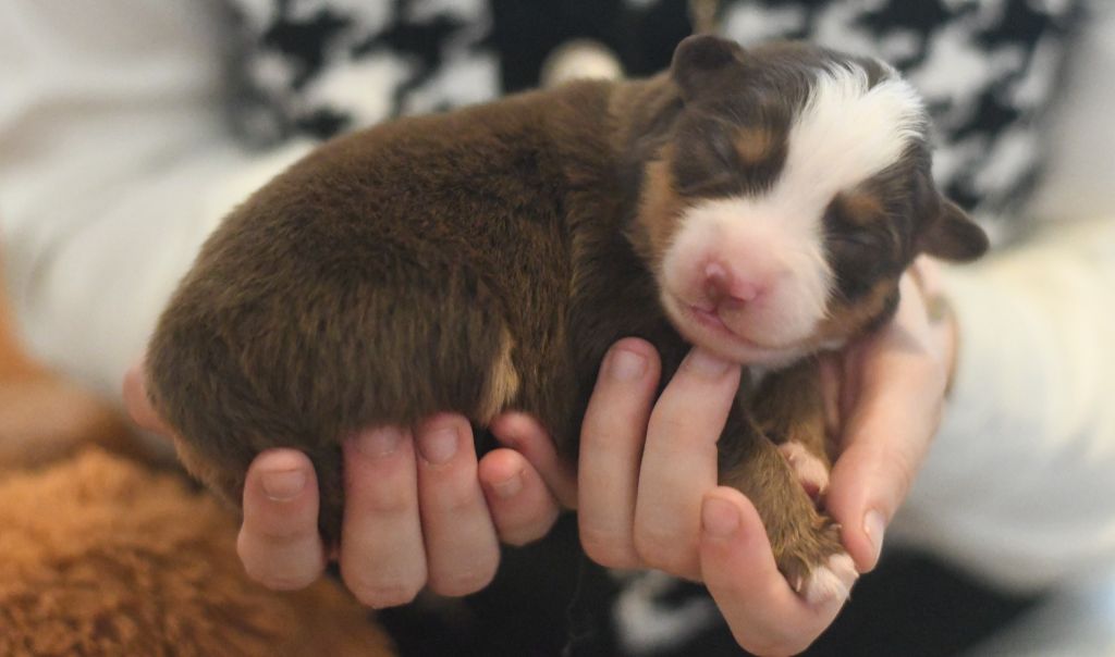 Des Quatre Vents Zen - Chiots disponibles - Berger Américain Miniature 