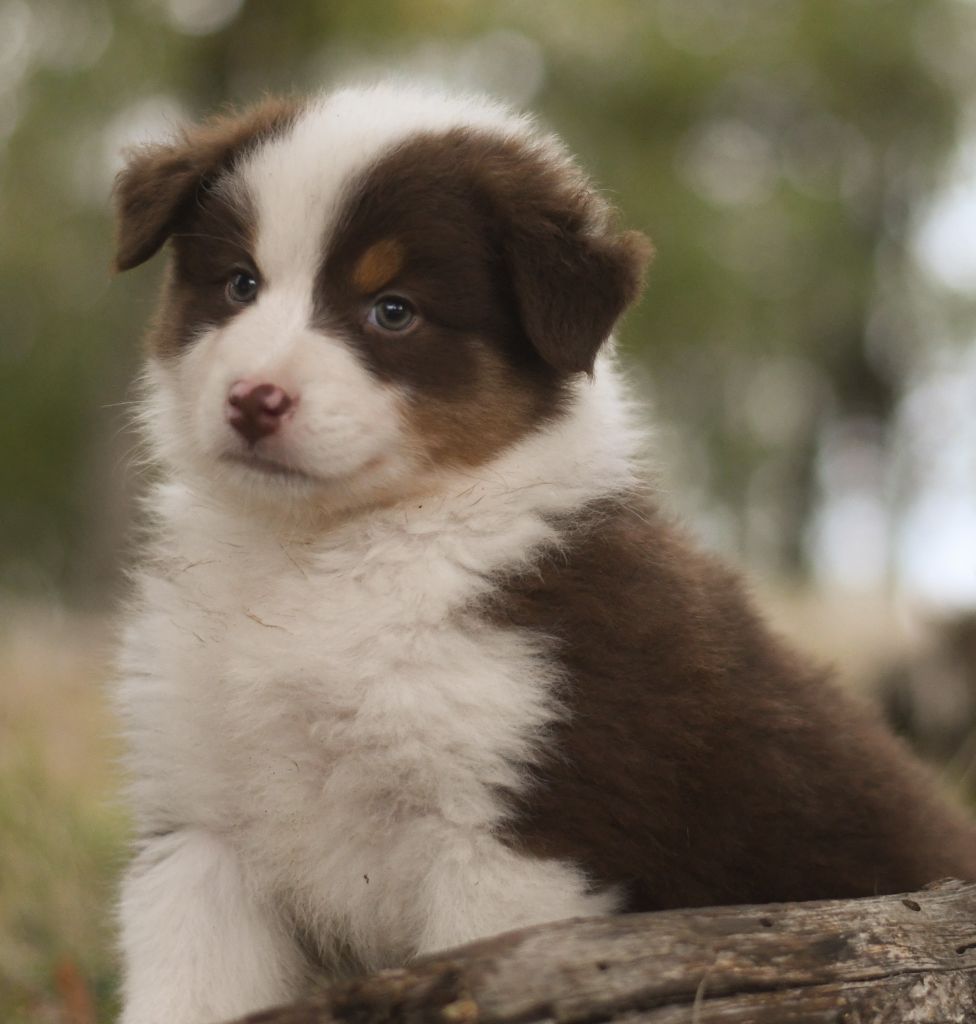 Des Quatre Vents Zen - Chiots disponibles - Berger Australien