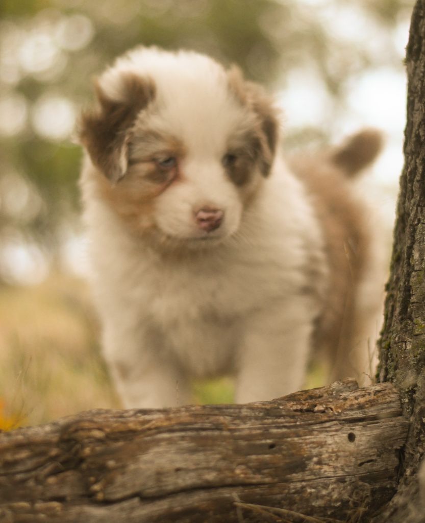 Des Quatre Vents Zen - Chiots disponibles - Berger Australien