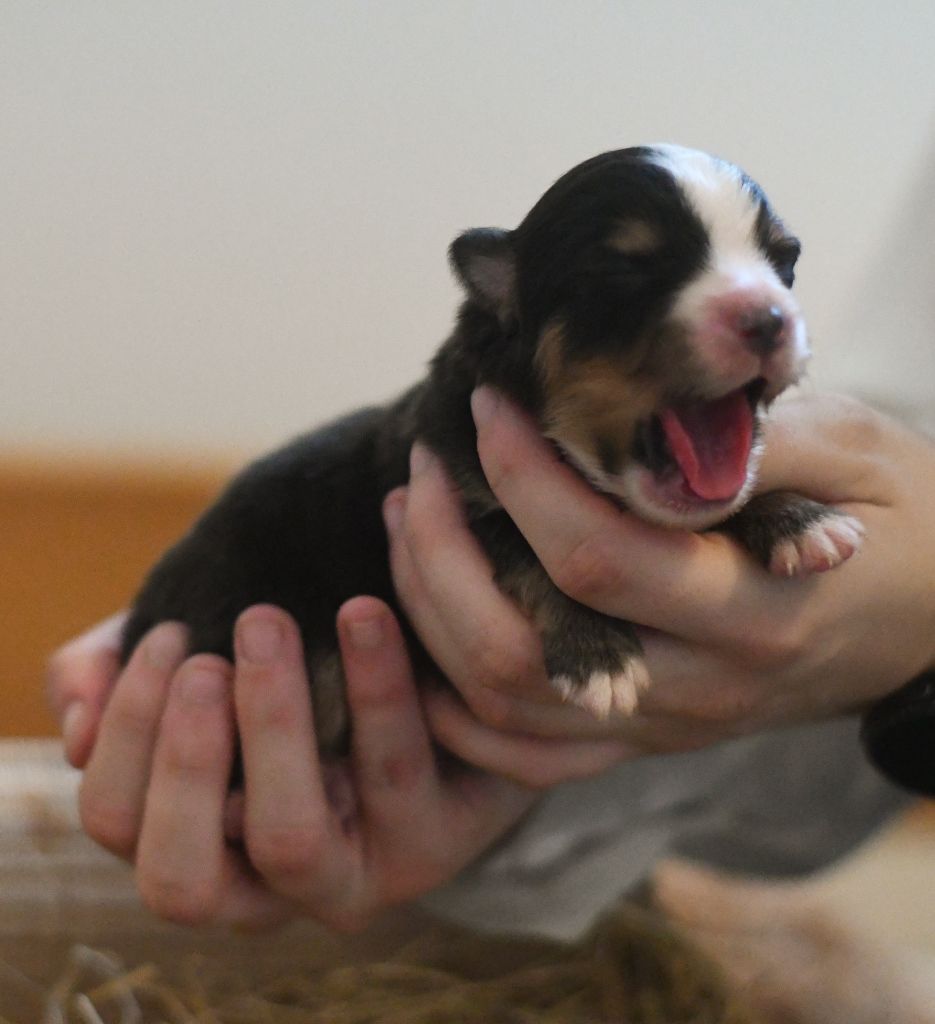 Des Quatre Vents Zen - Chiots disponibles - Berger Américain Miniature 