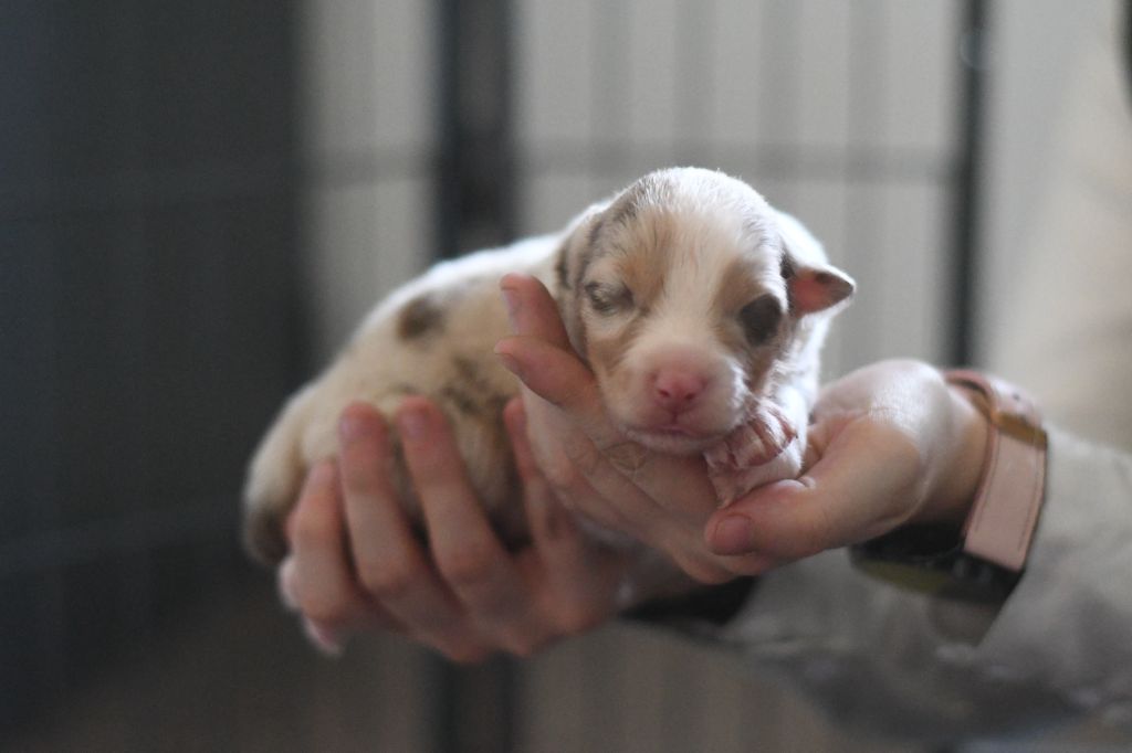 Des Quatre Vents Zen - Chiots disponibles - Berger Australien