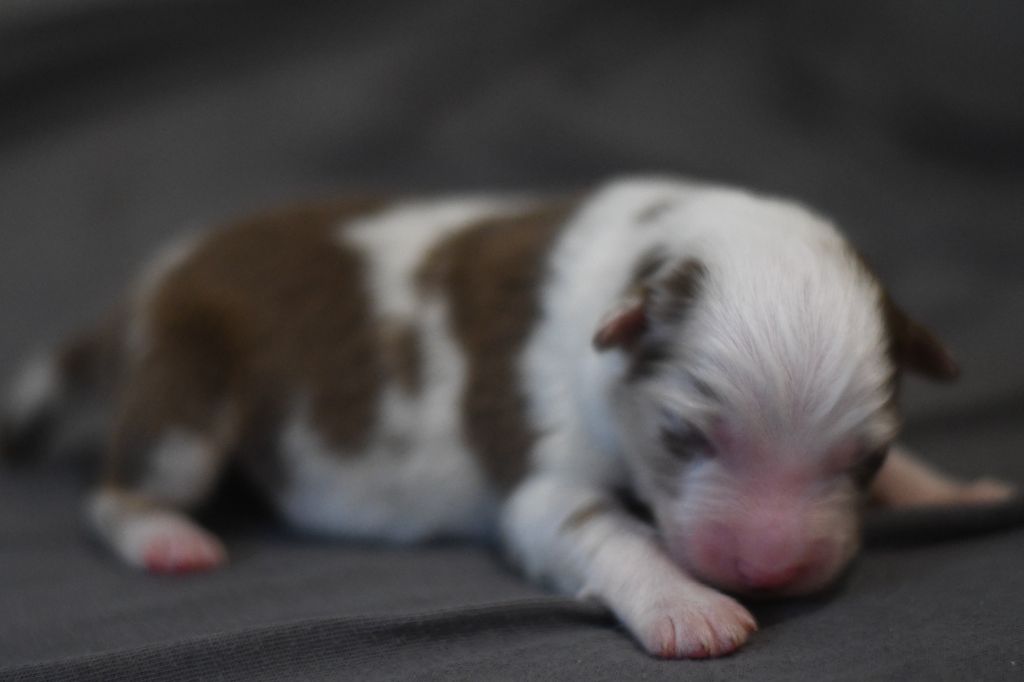 Des Quatre Vents Zen - Chiots disponibles - Berger Australien
